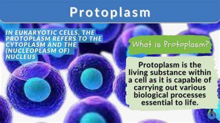 Why is it called a protoplasm?