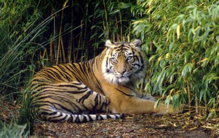 Why sumatran tigers are endangered?