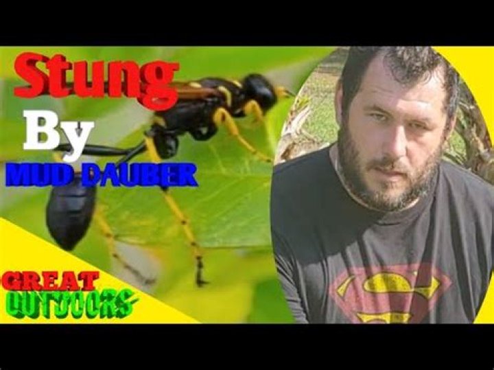 Will dirt dobbers sting you?